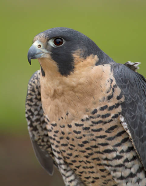 istock Peregrine Falcon with Intense Focus 987991234
