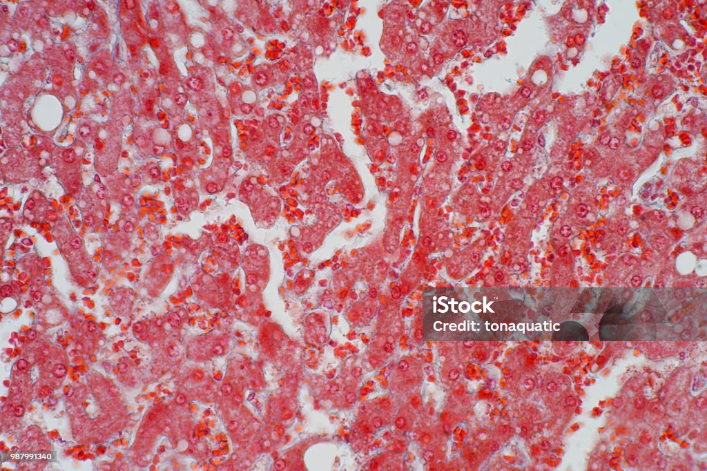 Liver animal tissue under microscope view, Histology of liver. Anatomy Stock Photo