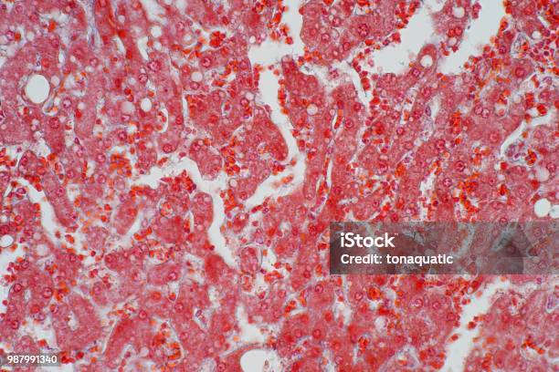 Liver Animal Tissue Under Microscope View Histology Of Liver Stock Photo - Download Image Now