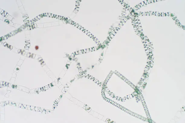 Photo of Spirogyra is genus of filamentous charophyte green algae under microscope view