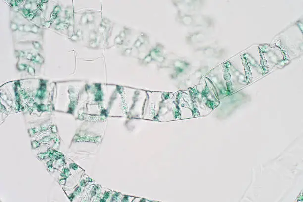 Photo of Spirogyra is genus of filamentous charophyte green algae under microscope view