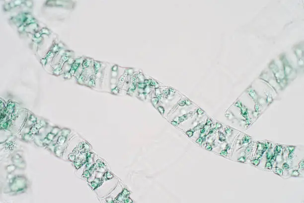 Photo of Spirogyra is genus of filamentous charophyte green algae under microscope view