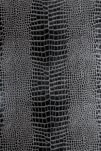 istock black crocodile or snake skin leather background and texture 988006678