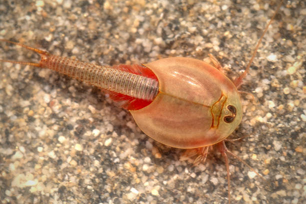 ロングテール アメリカカブトエビ - pond life ストックフォトと画像