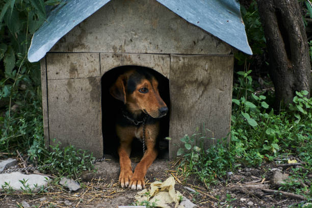 istock Pointer dog looking out from dog house 988017418