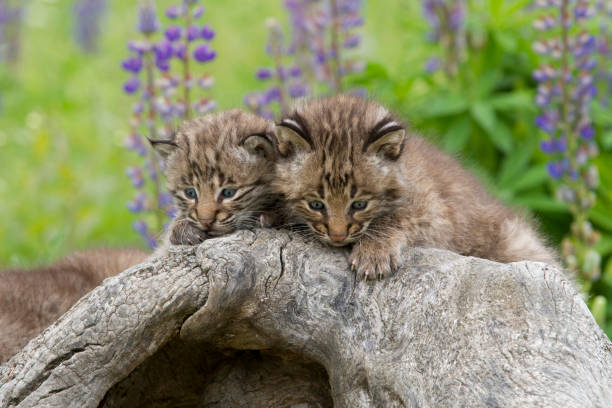 Two Baby Bobcats Cuddling on a Log
