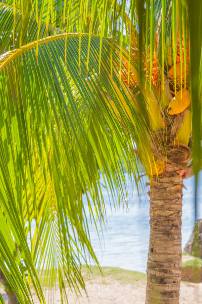 istock Honda Bay, Palawan, Philippines 988027882