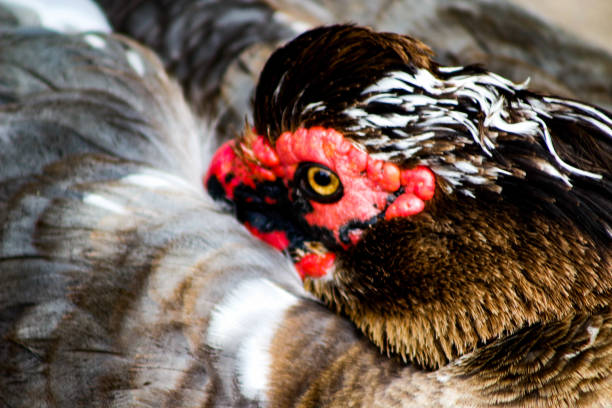 Close up of a muscovy duck head.