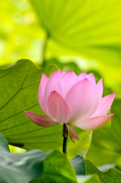 istock Beauty in nature 988039140