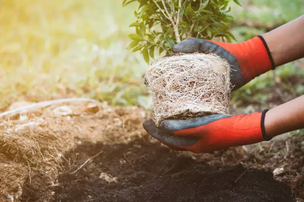 Photo of Man hand holding young tree for prepare planting into black soil