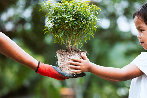 Parent hand wearing the glove giving young tree to a child for planting together in green nature background