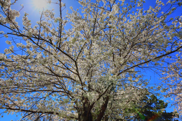 istock Toronto, famous Sakura (cherry) blossom in High Park 988044478