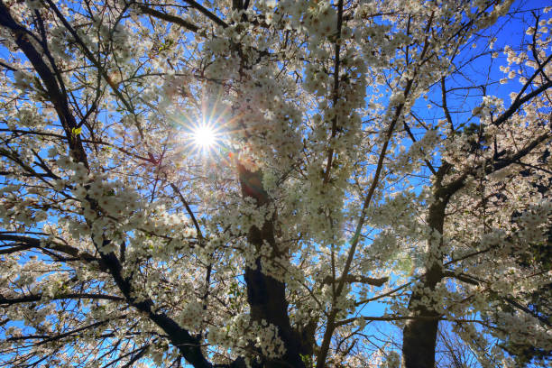 istock Toronto, famous Sakura (cherry) blossom in High Park 988044972