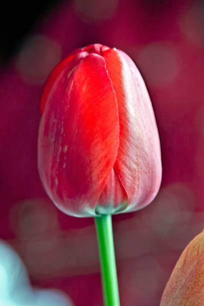 istock Bud of the red Tulip, macro 988052028