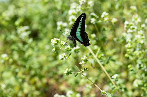 close-up of common bluebottle butterfly and white sweet marjoram flower
