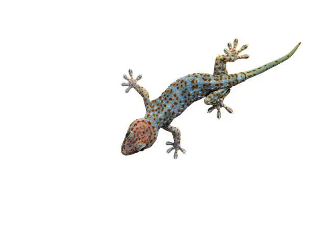 Photo of Gecko on wall top view isolated on white background with clipping path.