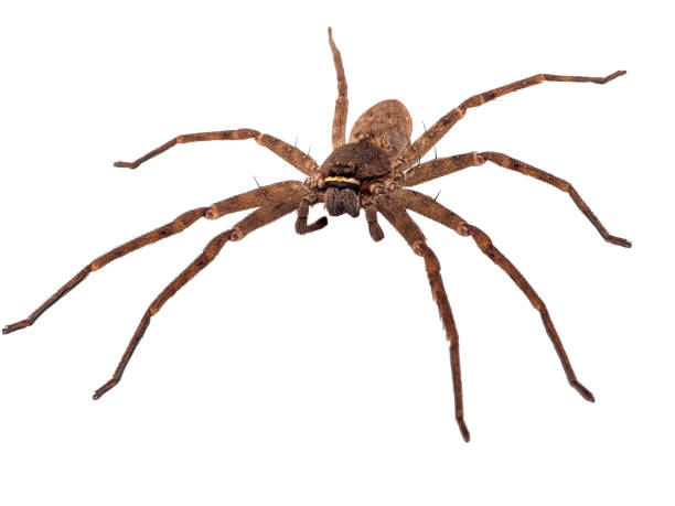 istock Close up on an asian wolf spider isolated on white background 988076254