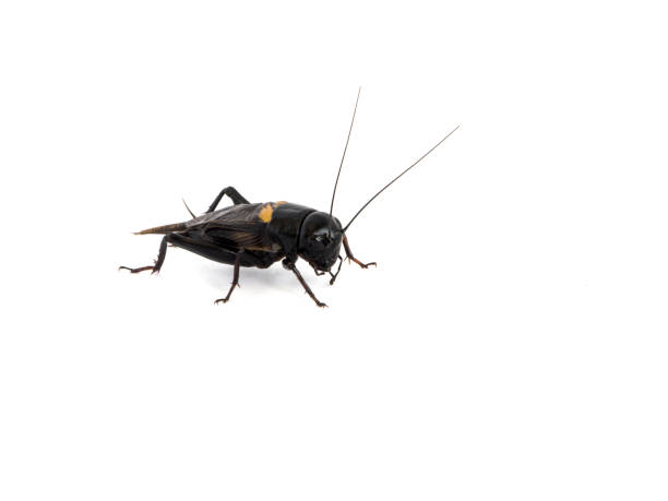 istock Cricket Black insect backside isolated on white background 988076278