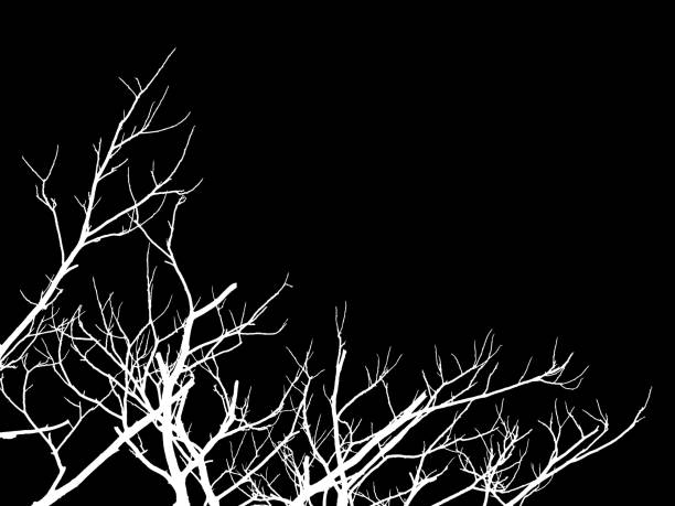 istock abstraction, white Leafless dry dead trees branch isolated on black background with text space 988076386