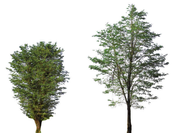 istock collection of Natural trees isolated on white background 988076426