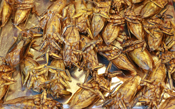 istock fired fresh water pimp as snack in Asia countries. 988076504