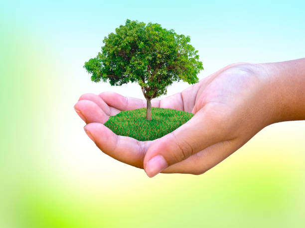 istock Hand holding big tree against blurred green background. Ecology and environment concept. 988076802