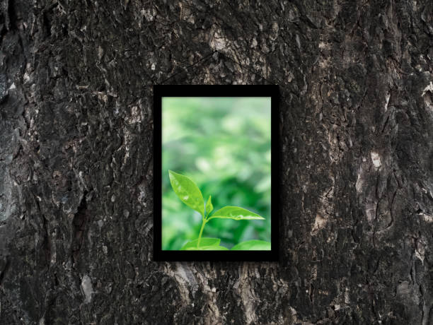 Picture of green leaf in photo frame on old tree bark texture.