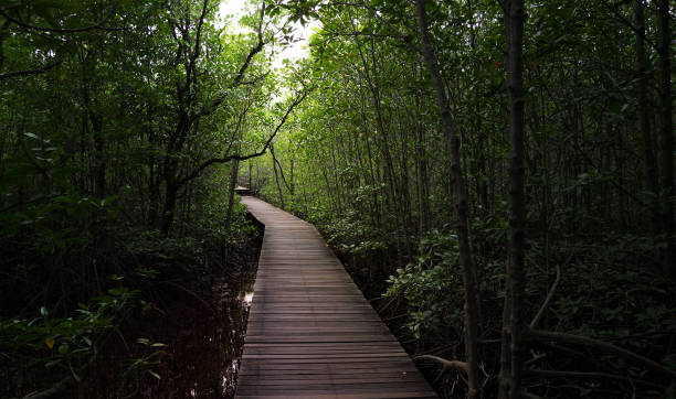 wooden bridge walkway in dark mangrove forest