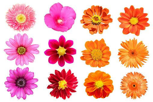 Imágenes de Flores Brillantes | Descarga imágenes gratuitas en Unsplash