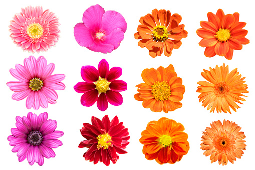 Imágenes de Flores Brillantes | Descarga imágenes gratuitas en Unsplash Imágenes de Flores Brillantes | Descarga imágenes gratuitas en Unsplash