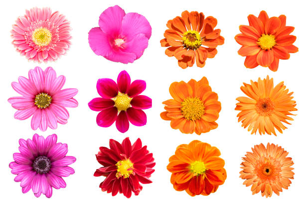 흰색 배경에 고립 컬렉션 꽃 - blossom beautiful orange colors 뉴스 사진 이미지