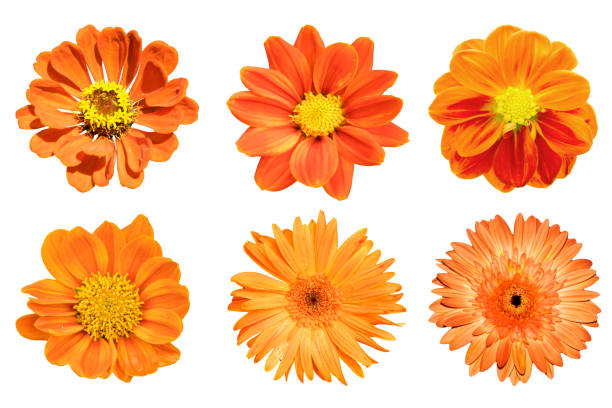 istock orange flower isolated on white background 988105346