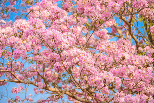 istock Tabebuia rosea is a Pink Flower neotropical tree 988124098