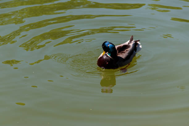 Wild duck on the lake surface