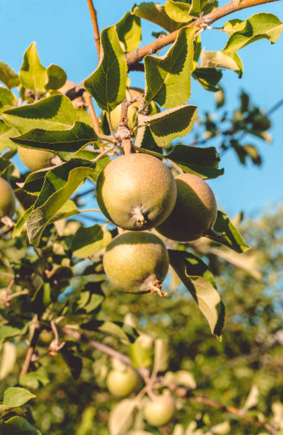 istock Apple-tree garden in the summer. Maturing crop 988155482