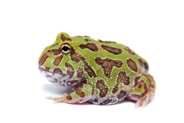 istock The chachoan horned frog isolated on white 988160938