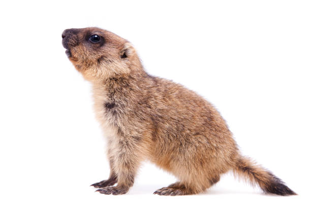 istock The bobak marmot cub on white 988161252