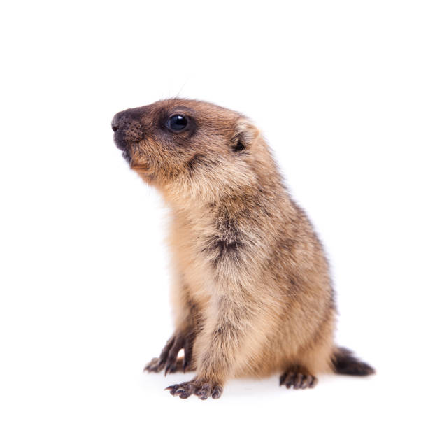 istock The bobak marmot cub on white 988161310