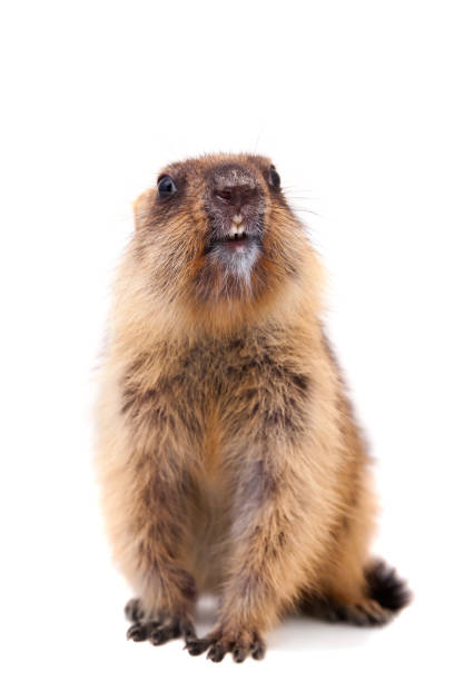 istock The bobak marmot cub on white 988161852