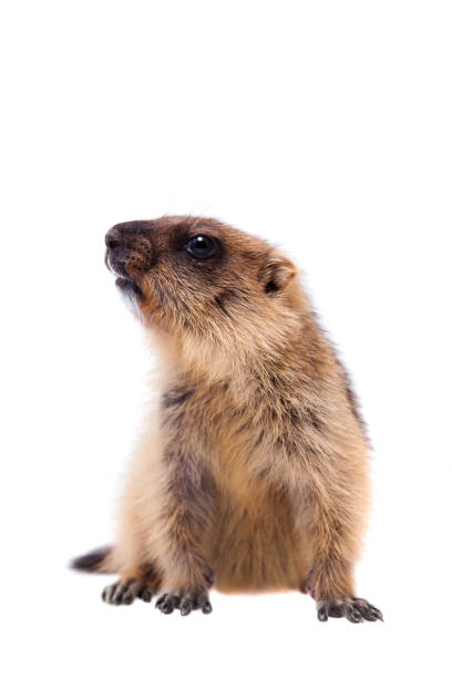 istock The bobak marmot cub on white 988161862