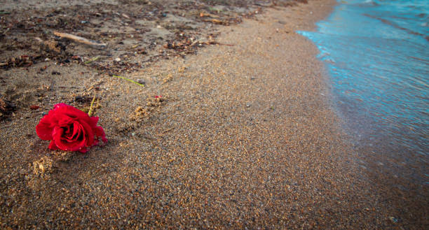 istock Red rose washed up on sandy okanagan beach 988164402