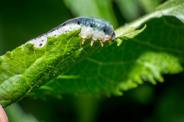 istock small colorful caterpillar on green leaf in blooming nature 988164404