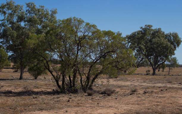 istock landscape of outback Australia during the drought 988164678