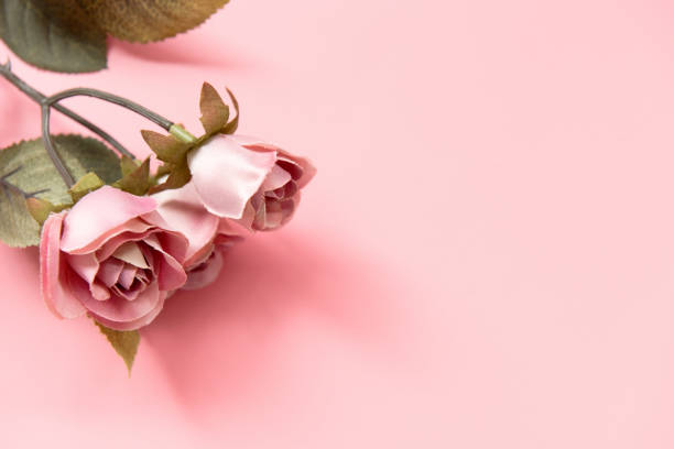 istock Pink background and flowers 988169836