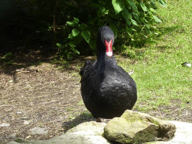istock black swan in the nature 988170346