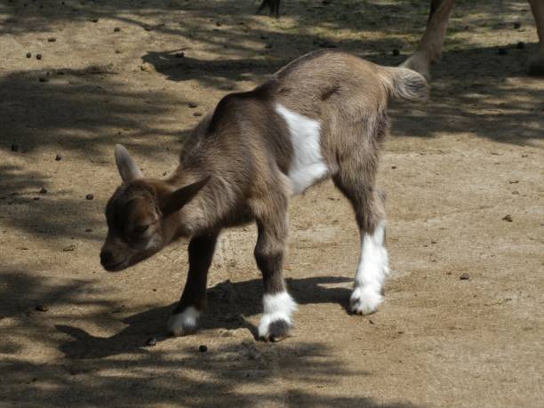istock young goat on a farm 988172866