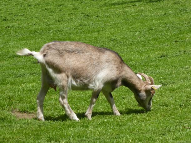 istock young goat on a farm 988173008