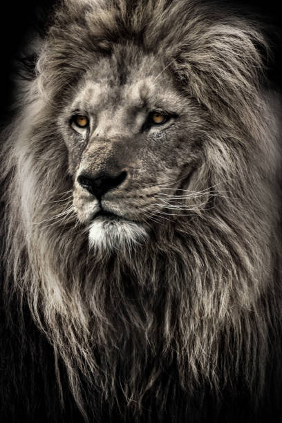 istock Portrait black and white lion with highlighted eyes 988177956