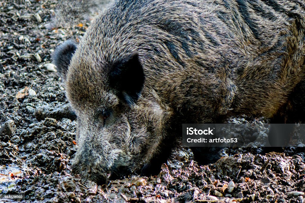 wild boar close uu wild boar Autumn Stock Photo