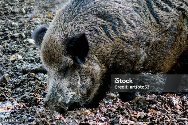 Wild Boar Close Uu Stock Photo - Download Image Now - Autumn, Europe, Male Animal